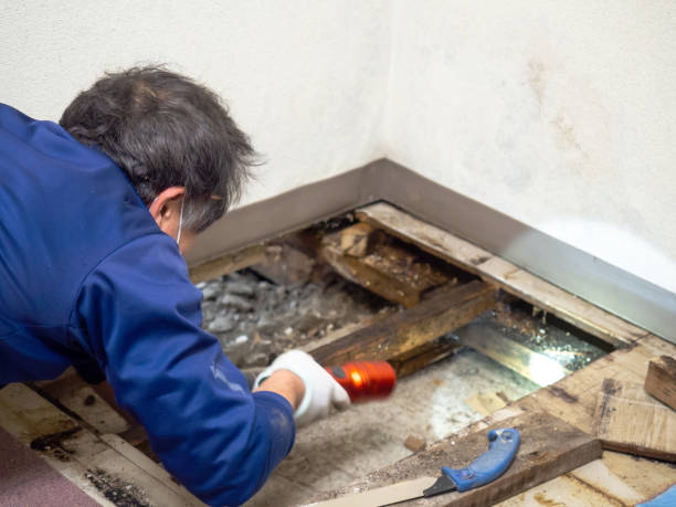 Best Mold Damage Repair  in Byers, CO