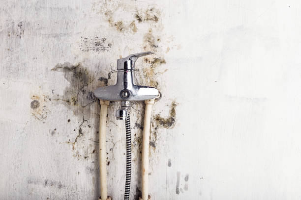 Best Black Mold Removal  in Byers, CO