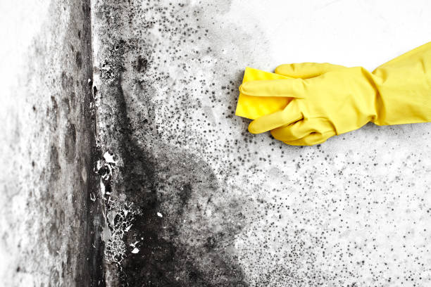 Best Toxic Mold Removal  in Byers, CO