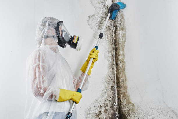 Best Affordable Mold Removal  in Byers, CO