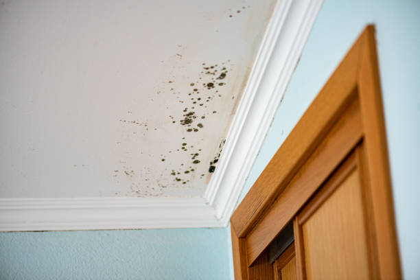 Best Toxic Mold Removal  in Byers, CO