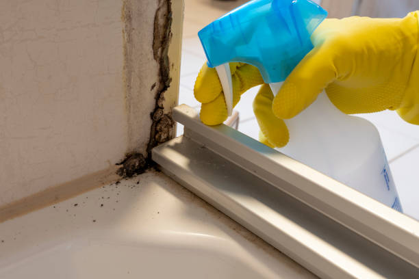 Best Commercial Mold Removal  in Byers, CO