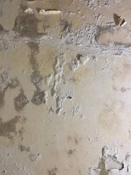 Reliable Byers, CO Mold Removal Solutions