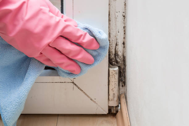 Best Residential Mold Removal  in Byers, CO