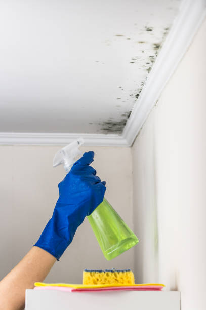 Best Professional Mold Removal  in Byers, CO