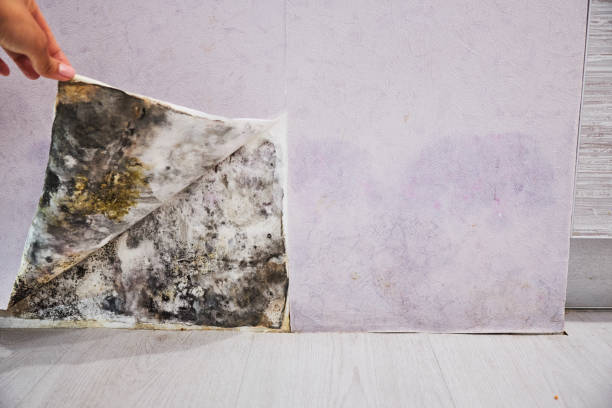  Byers, CO Mold Removal Pros